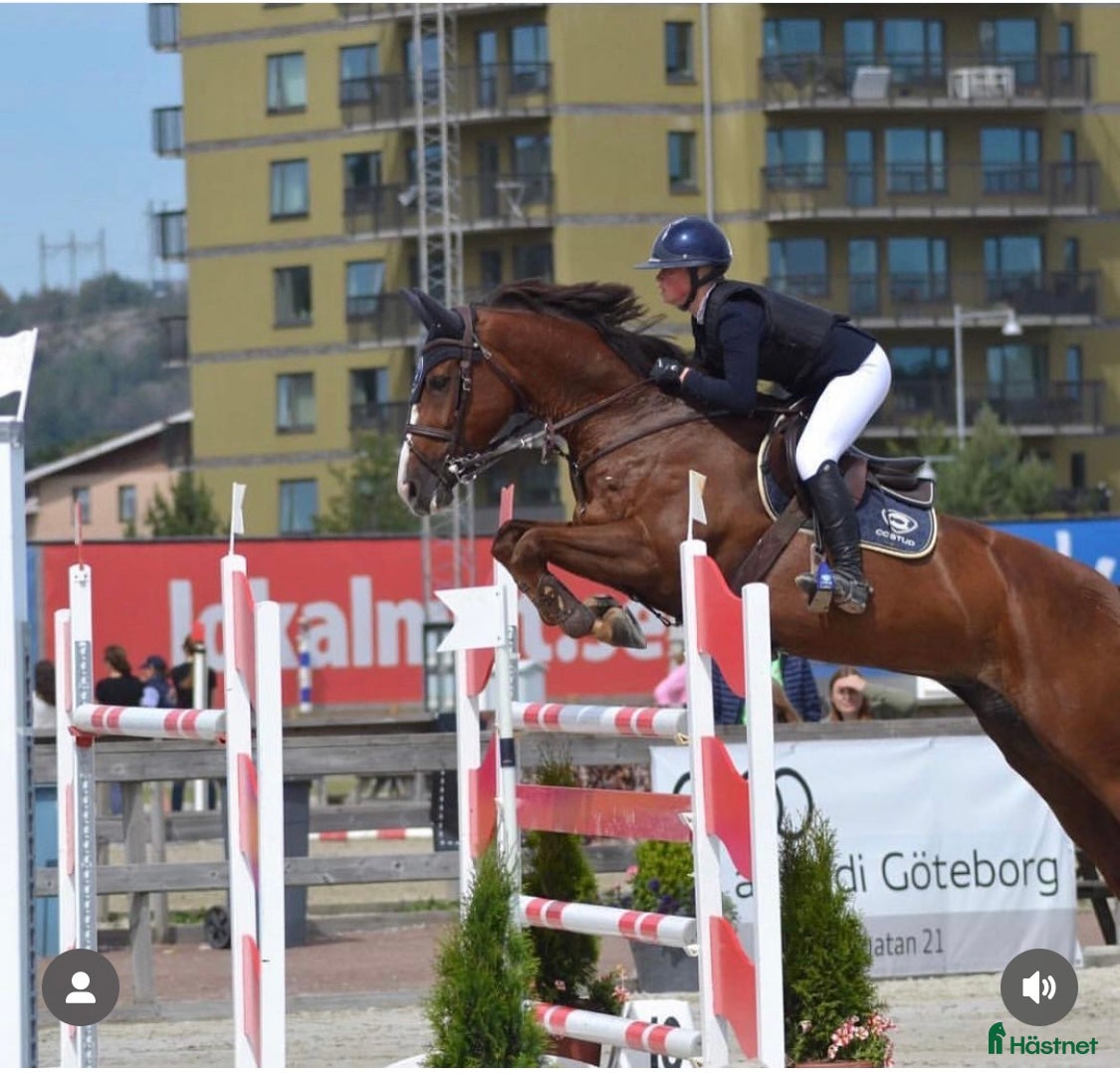  hästar Avelsto söker nytt hem - Annons 1