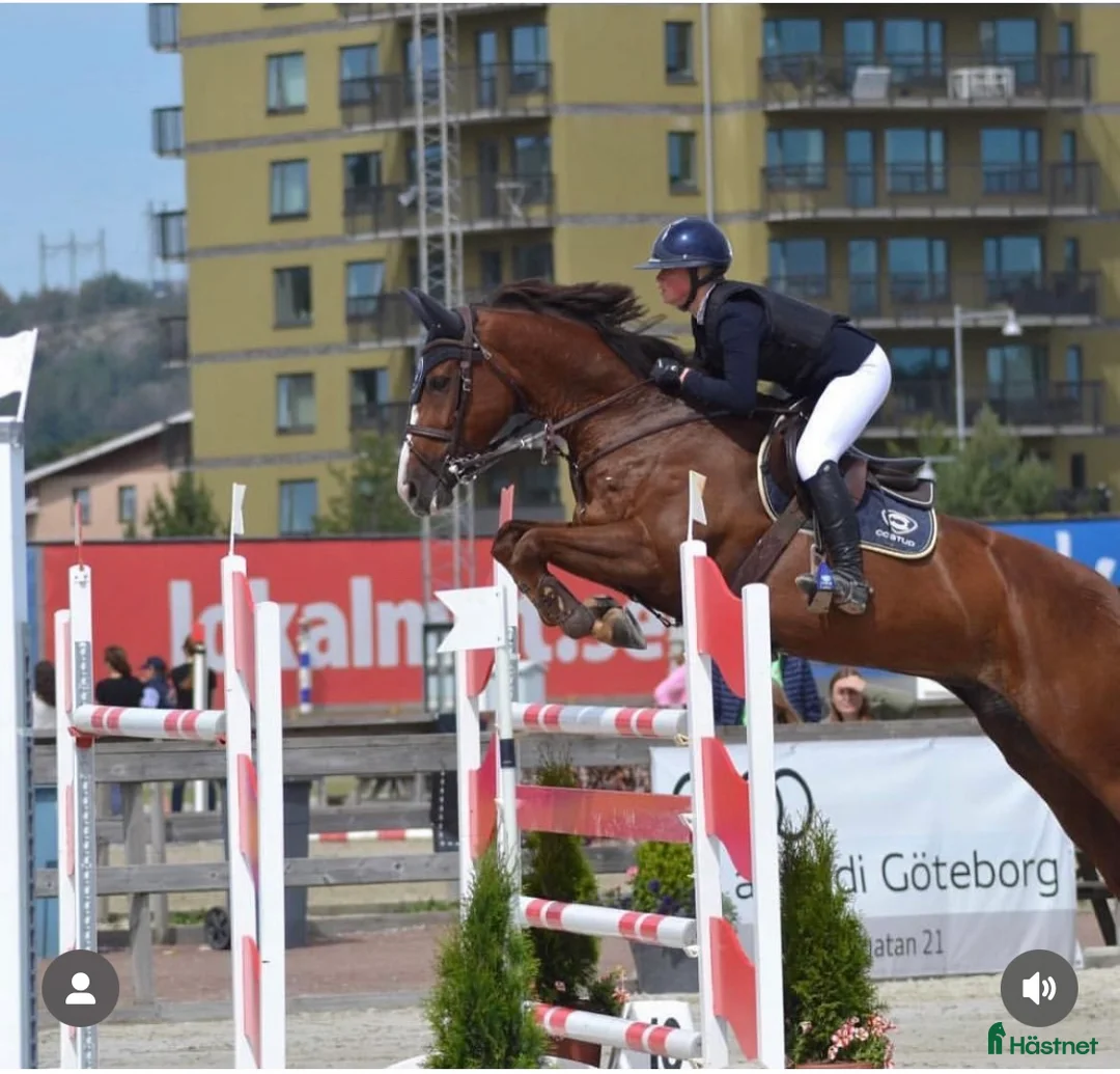 Avelshästar hästar till salu: Avelsto söker nytt hem - Annons 1