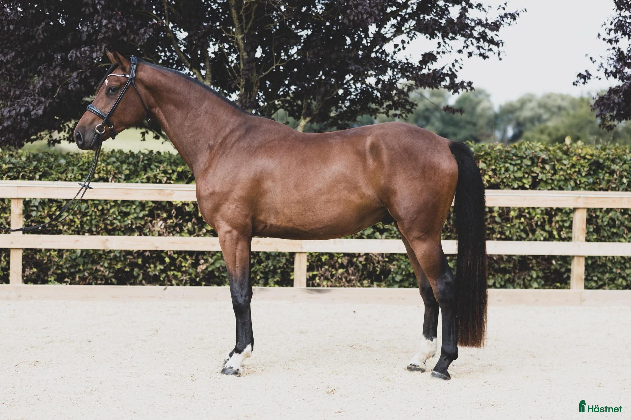  hästar 4-year-old by Floriscount / Franklin. i Værløse - Annons 5