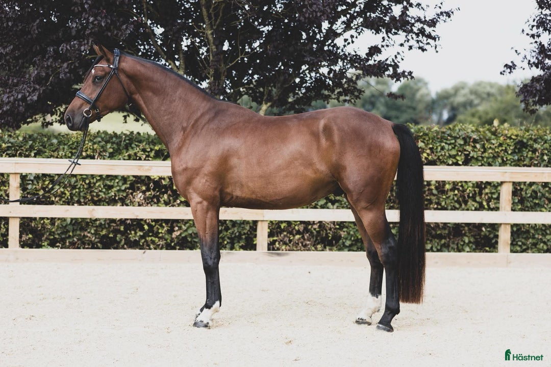 Dressyr hästar till salu: 4-year-old by Floriscount / Franklin. i Værløse - Annons 1