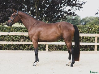 hästar 4-year-old by Floriscount / Franklin. i Værløse - Annons 2