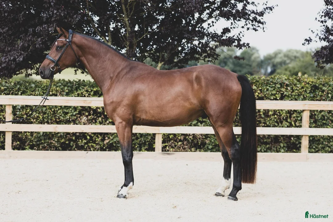 Dressyr hästar till salu: 4-year-old by Floriscount / Franklin. i Værløse - Annons 1