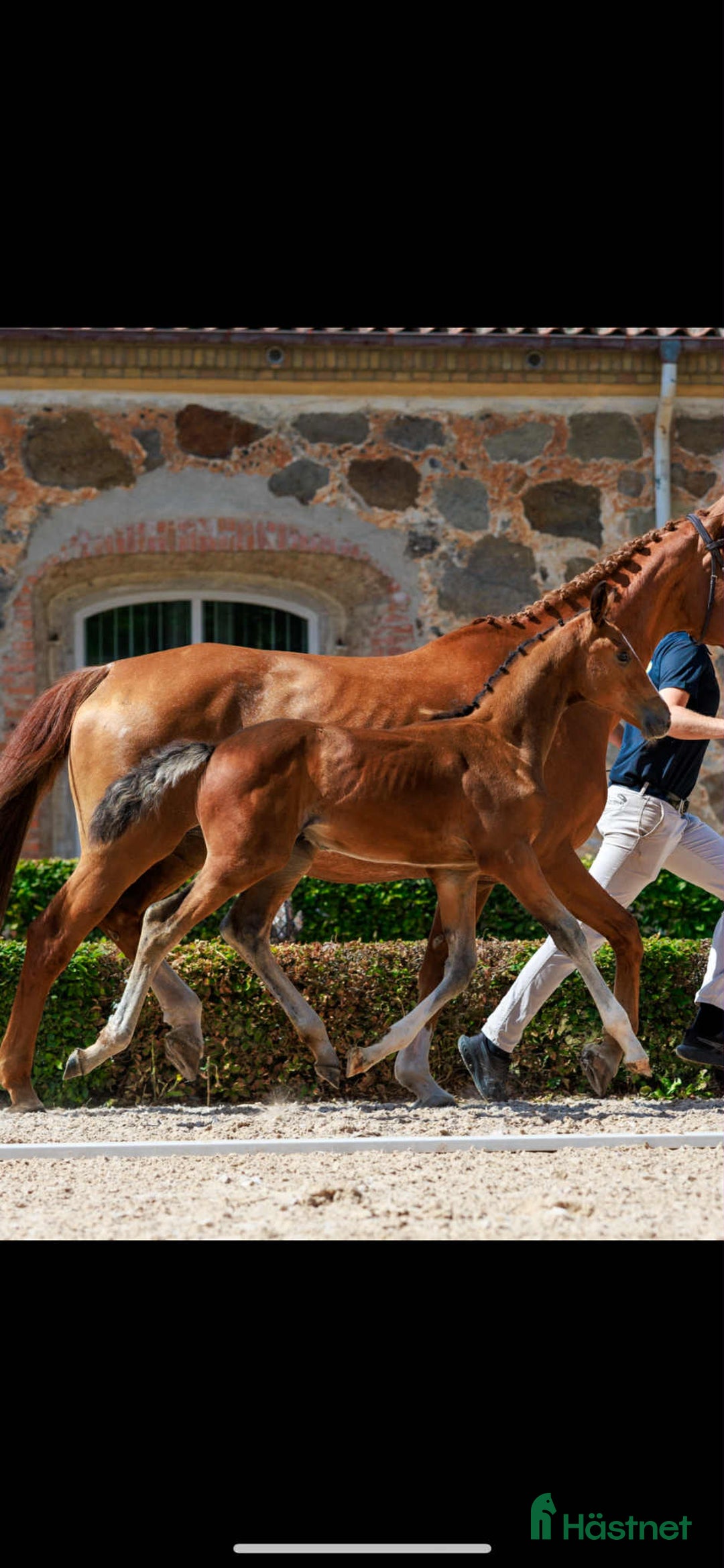 Hoppning hästar till salu: Ett föl för framtiden  i Ambjörnarp - Annons 5