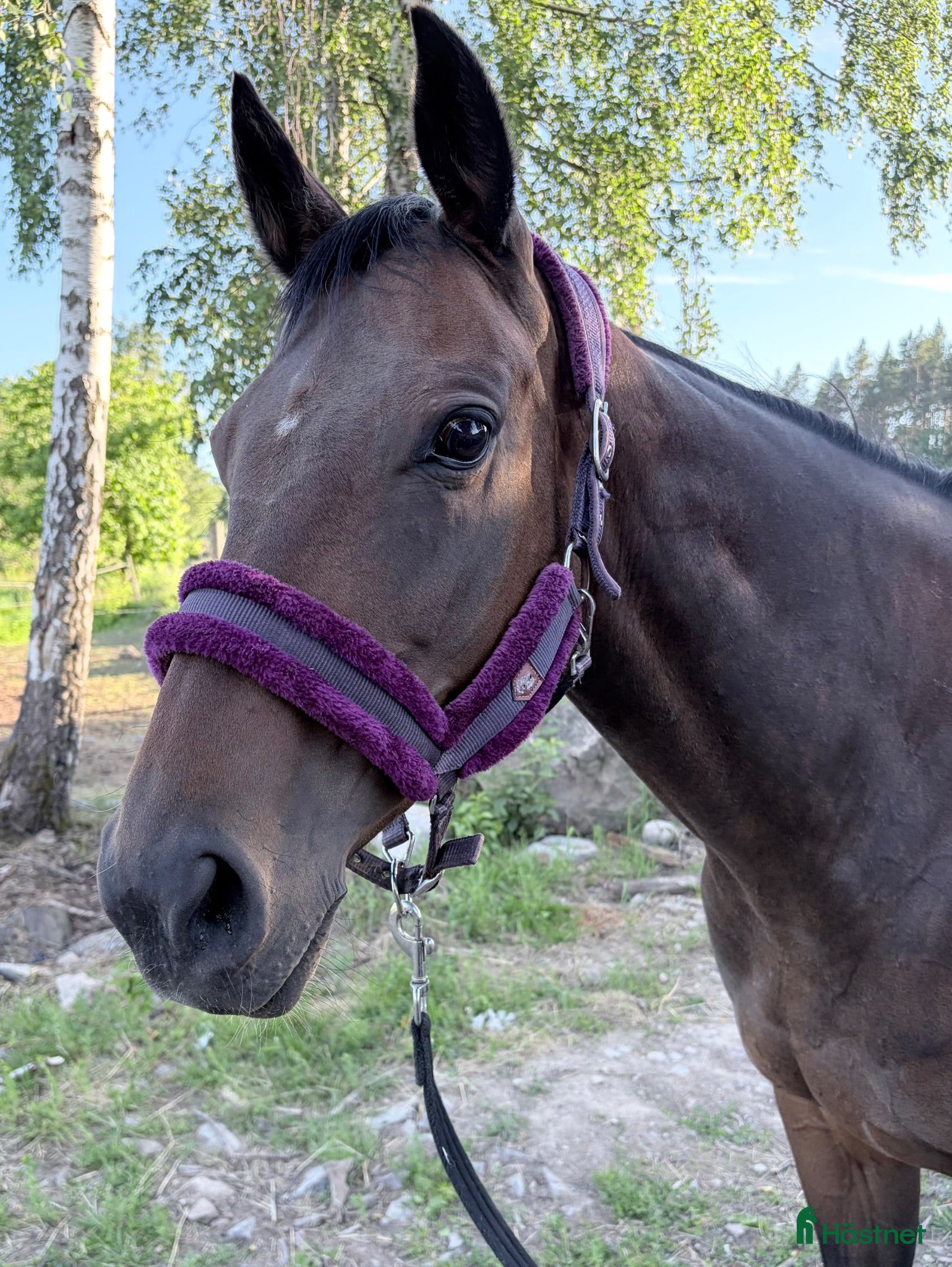  hästar ❤️Prima Kalejs❤️ - Annons 2
