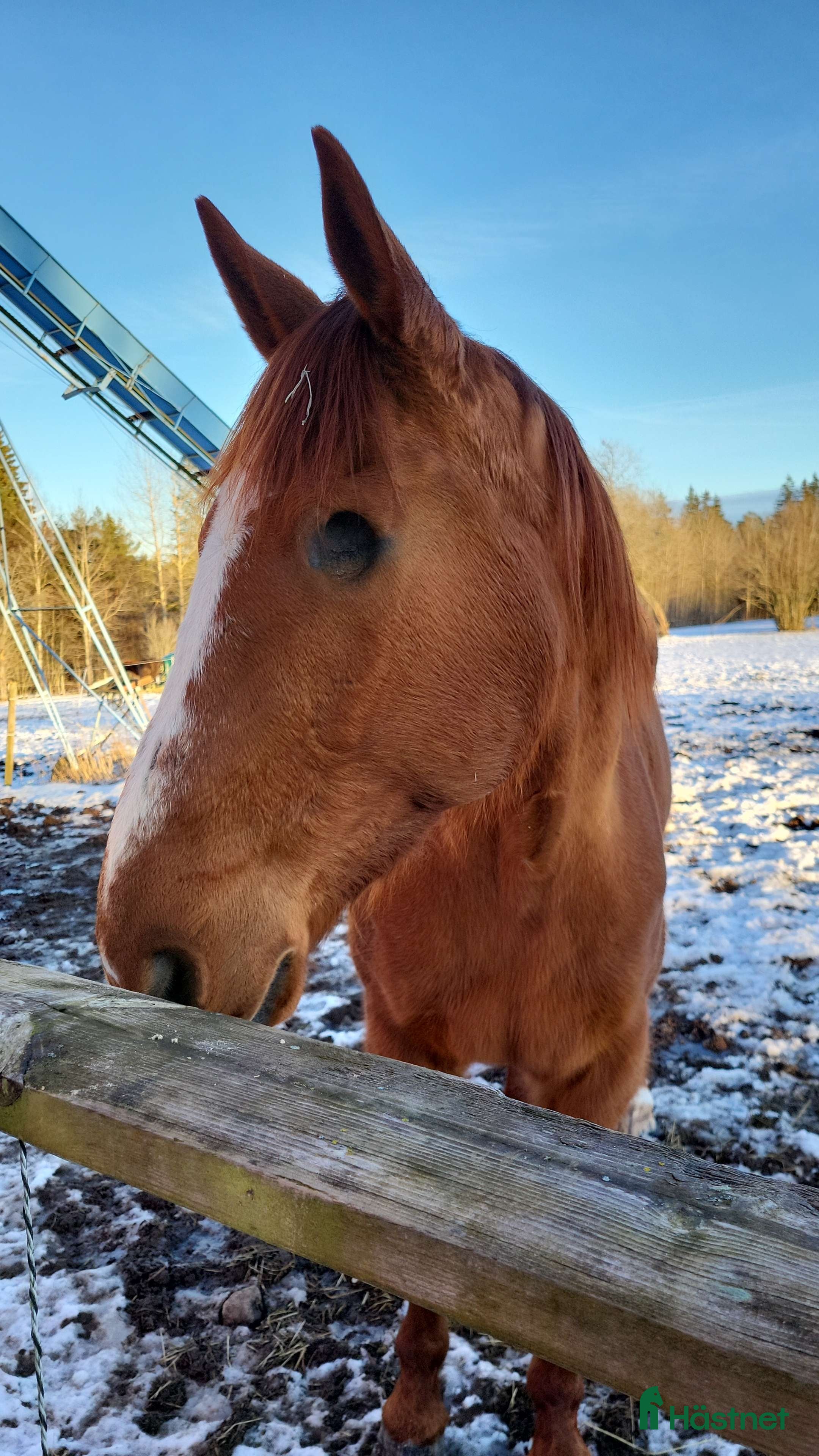  foderhäst Fodervärd sökes i Linköping - Annons 1