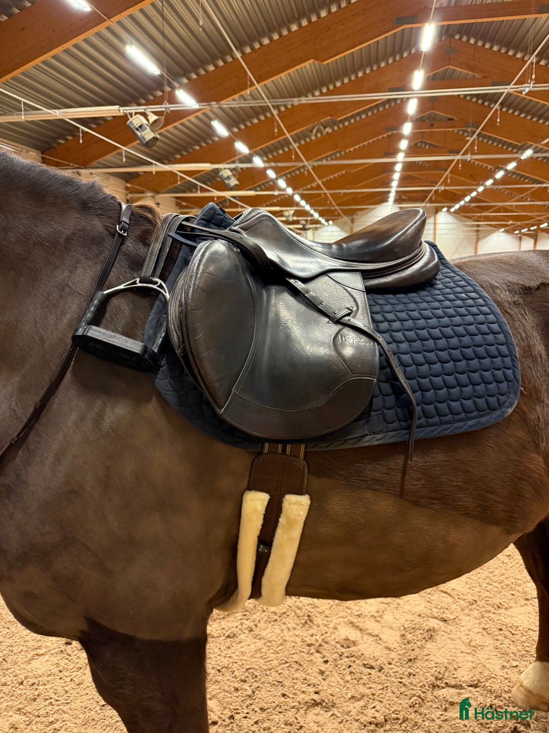 Sadlar hästutrustning till salu: Lippo Allegria i Skellefteå - Annons 2