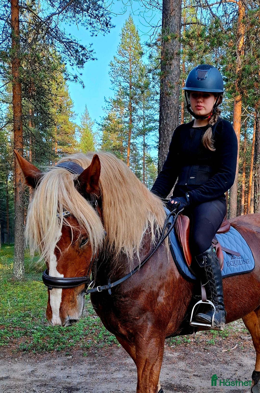 Allround hästar till salu: Snyggaste fuxen som finns. i Öjebyn - Annons 2