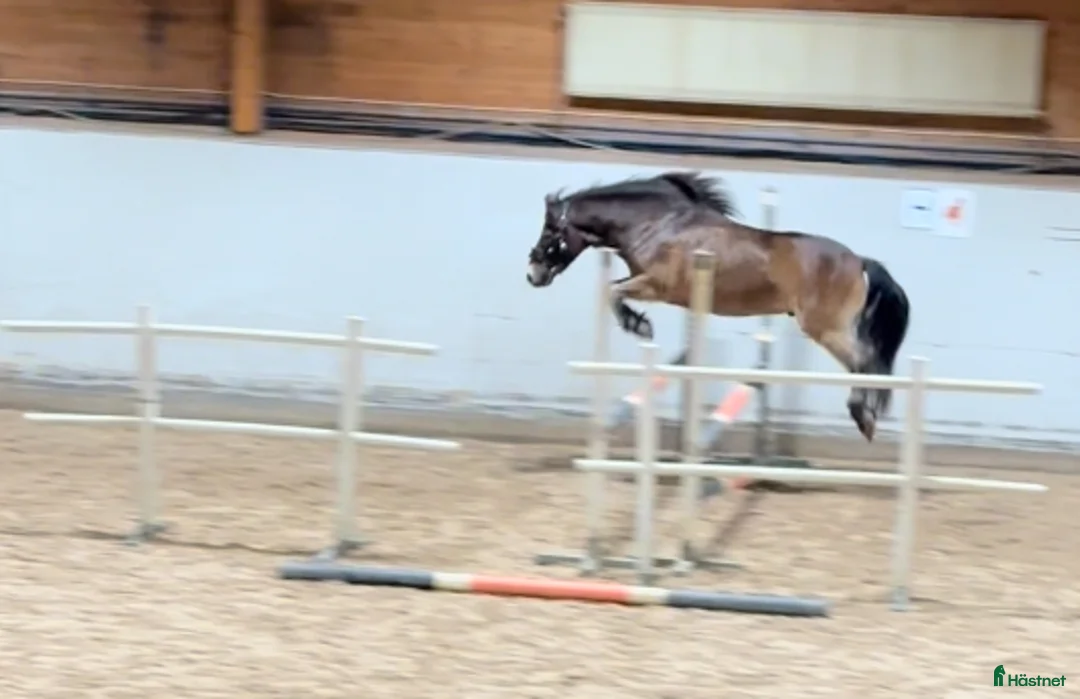 Allround hästar till salu: Allroundponny i Umeå - Annons 2