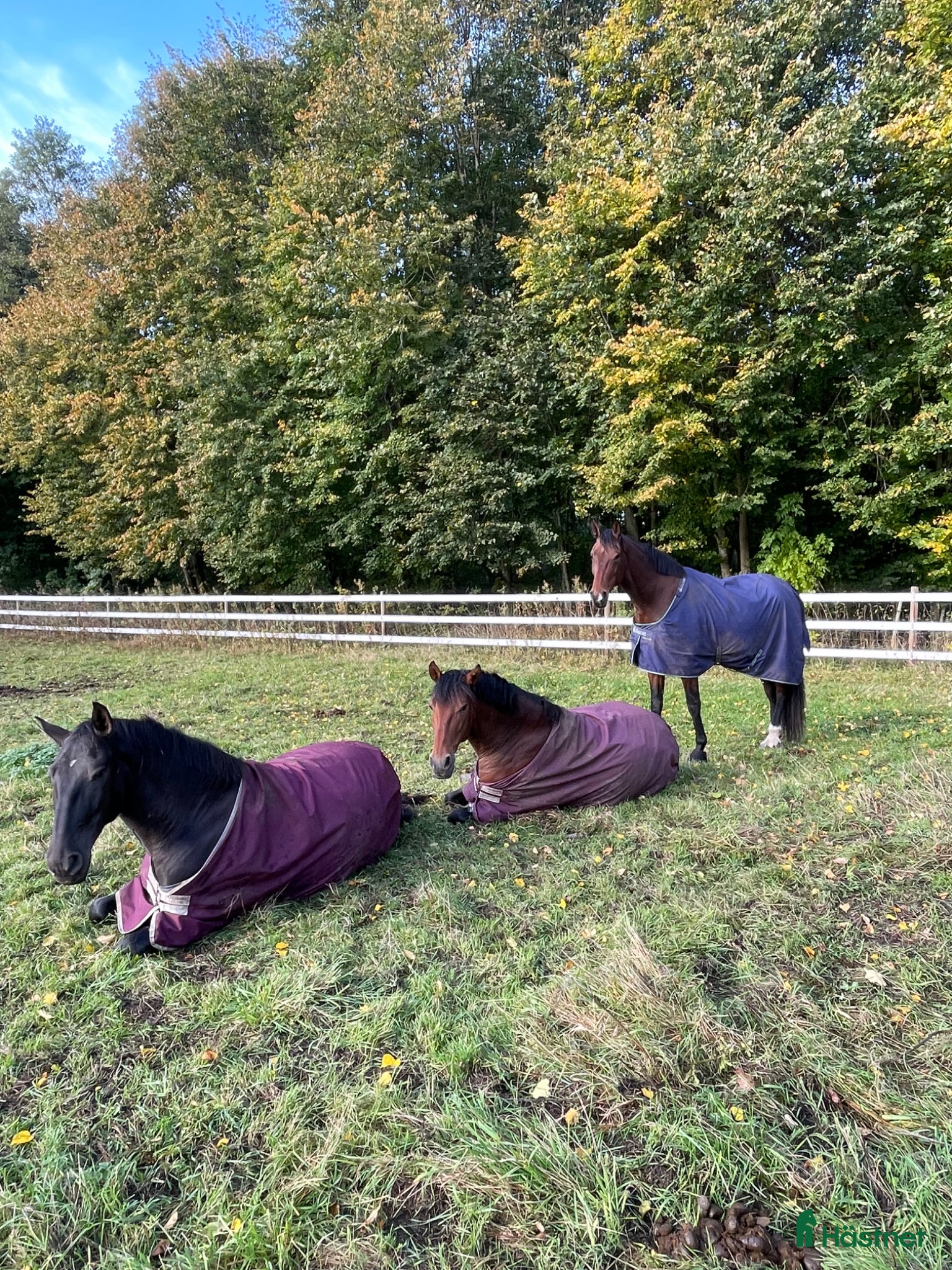  stallplats LÖSDRIFT  - Annons 9