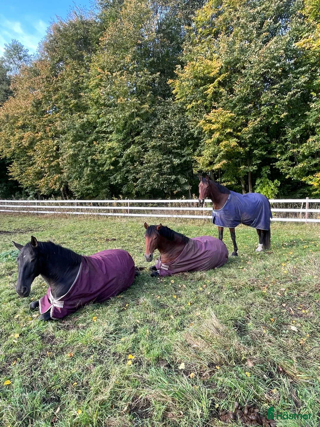  stallplats finnes: LÖSDRIFT  - Annons 1