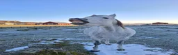 Sällskap hästar till salu: Welshponnysto  - Annons 3