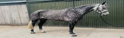 Allround hästar till salu: Stunning Irish mare  - Annons 14
