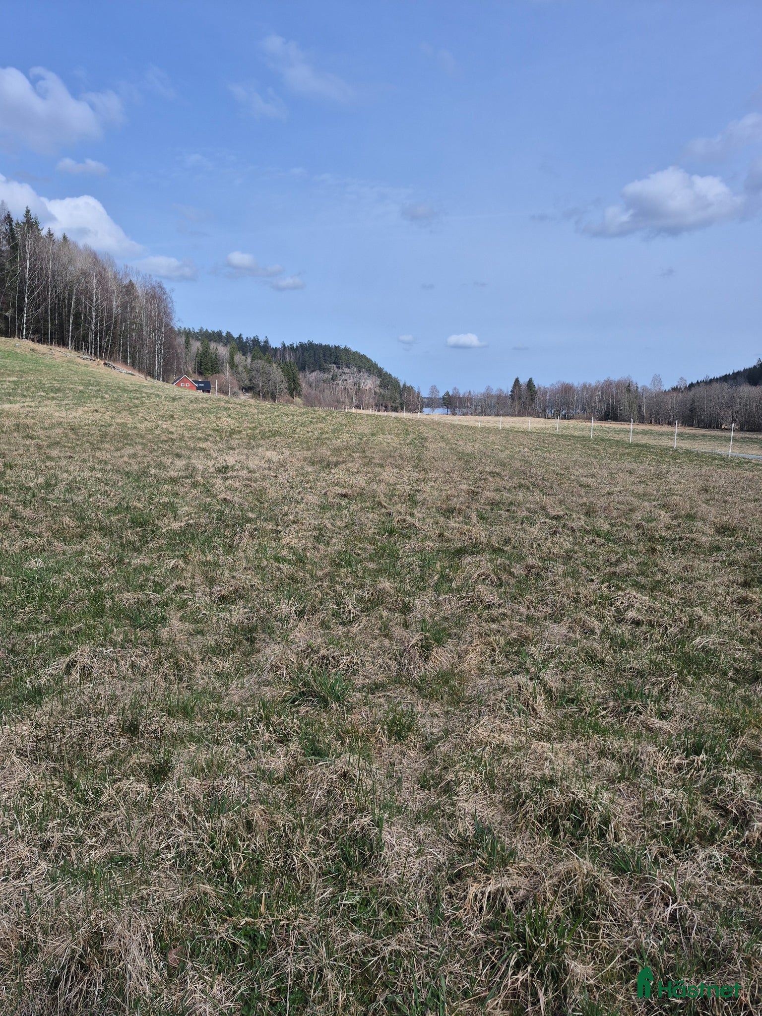  hästar Söker sällskap till 2 åring. - Annons 1