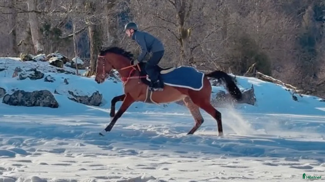 Galleribild {{count}}