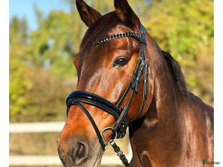 Träns hästutrustning till salu i Smedjebacken - Annons 3