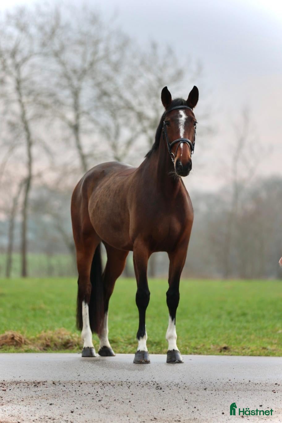  hästar TREVLIG TÄVLINGS HÄST MED TOPP STAM! - Annons 16