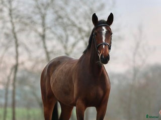 hästar TREVLIG TÄVLINGS HÄST MED TOPP STAM! - Annons 17