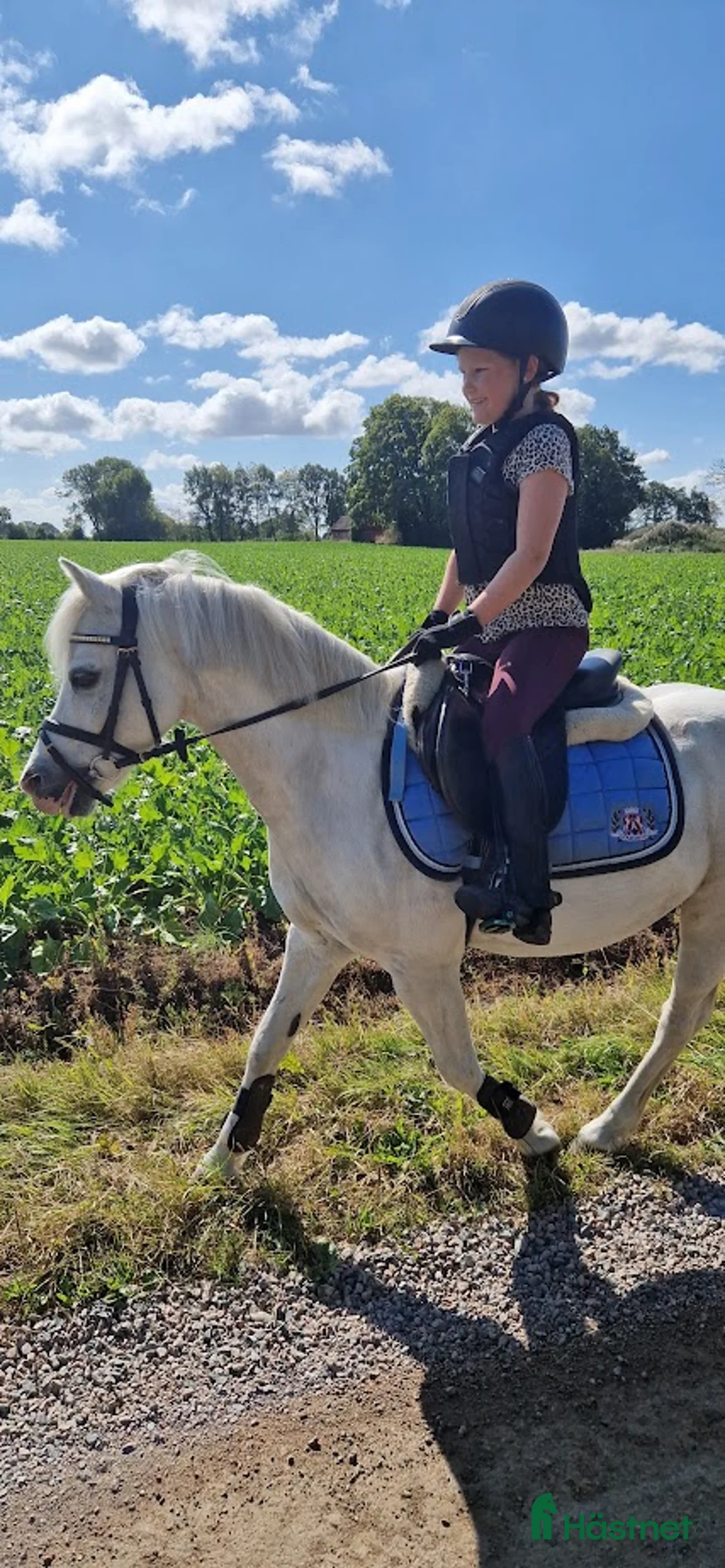 Allround hästar sökes: Har ni våran bästa vän? i Löberöd - Annons 3