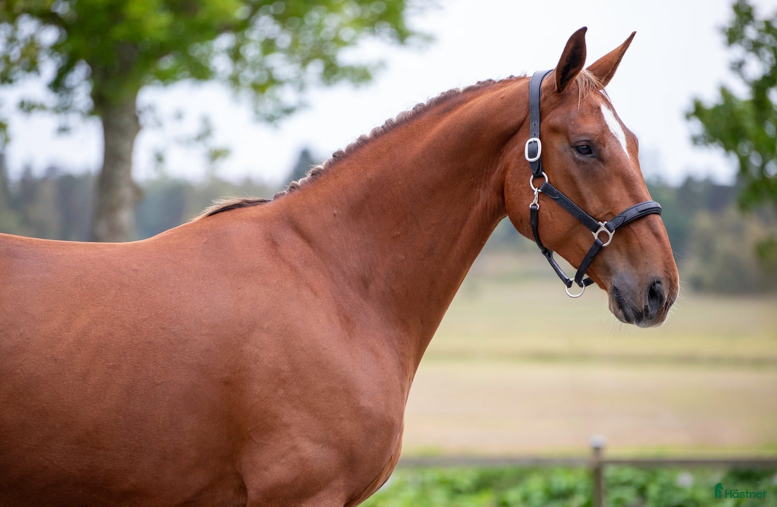  hästar Unghäst med underbart temperament  i Rimbo - Annons 17