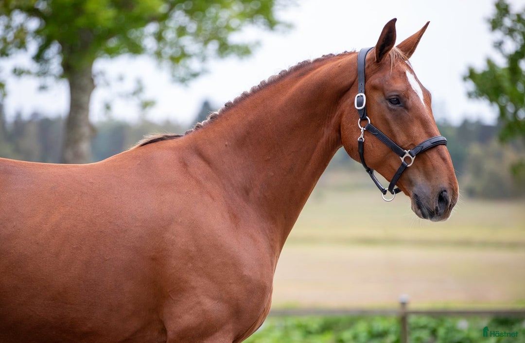 Dressyr hästar till salu: Unghäst med underbart temperament  i Rimbo - Annons 1