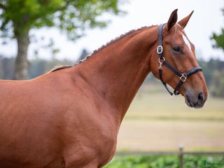 hästar Unghäst med underbart temperament i Rimbo - Annons 16