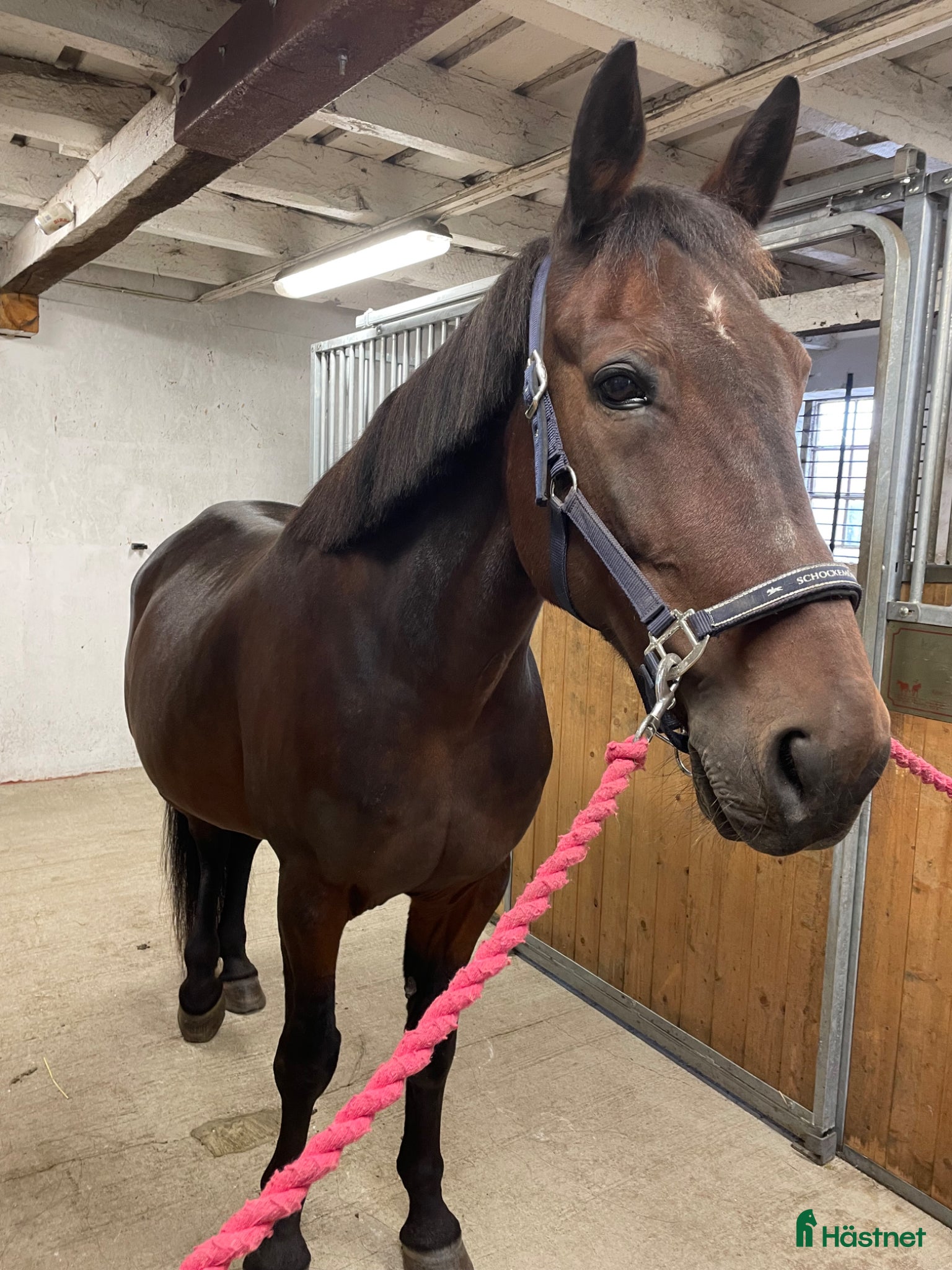  hästar Fin varmblodsvalack - Annons 19