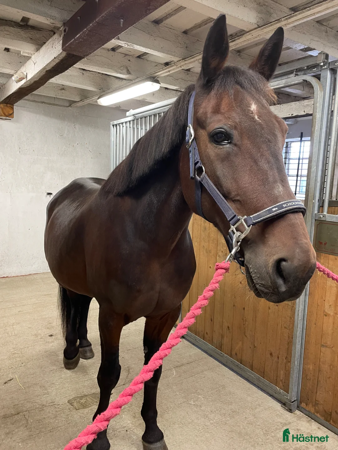 Allround hästar till salu: Fin varmblodsvalack - Annons 1