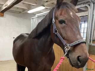 hästar Fin varmblodsvalack - Annons 19