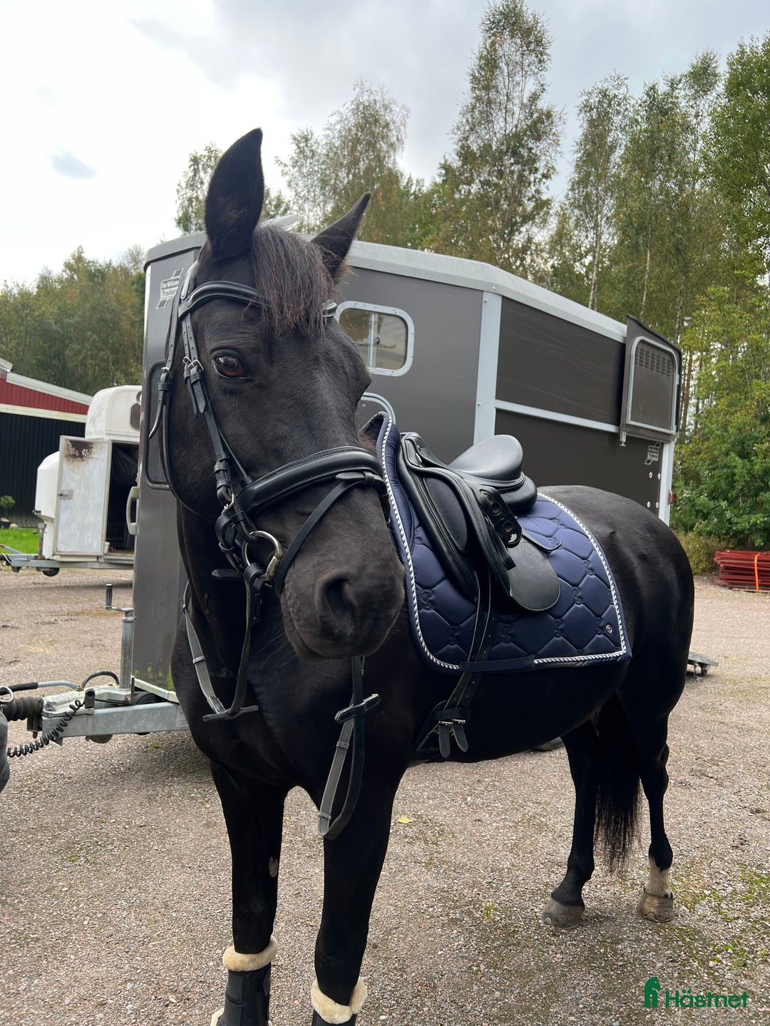 Allround hästar till salu: Världens snällaste ponny säljes💕 i Sköllersta - Annons 4