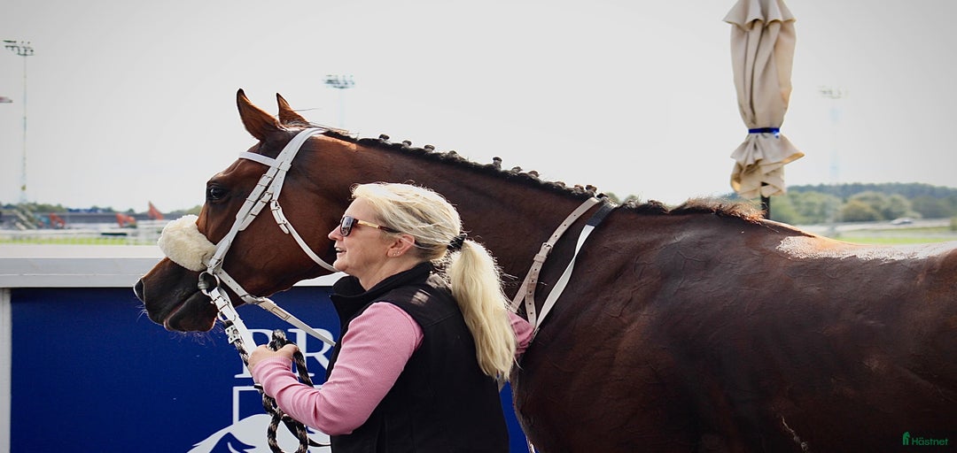 Galleribild {{count}}