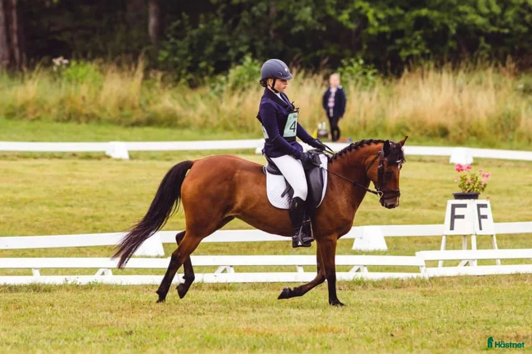 Hoppning hästar till salu: Hingstföl efter Converse All Star, A1 försäkrad i Alunda - Annons 8