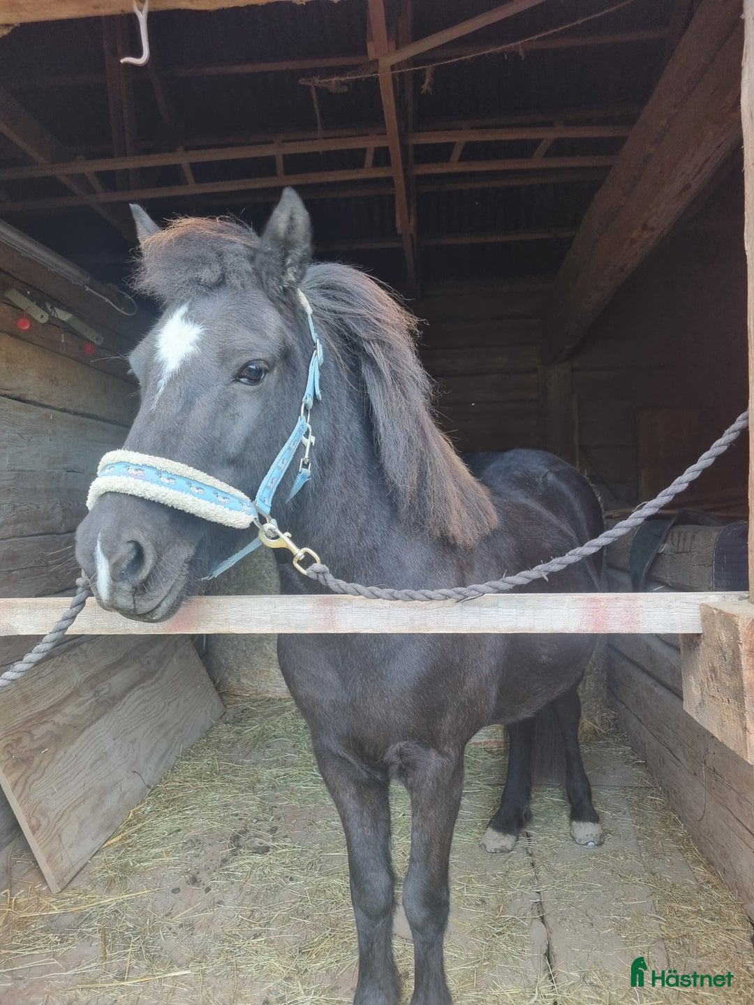 Island hästar till salu: Ny bästa vän i Bettna - Annons 3
