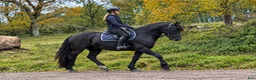 Allround hästar till salu: Sportponny för samtliga discipliner 🐴  - Annons 1