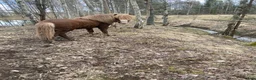 Island hästar till salu: Fin och snäll valack - Annons 3