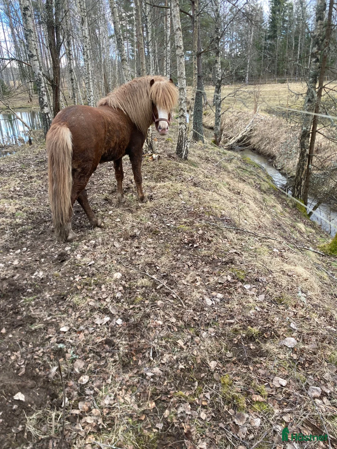 Island hästar till salu: Fin och snäll valack - Annons 3