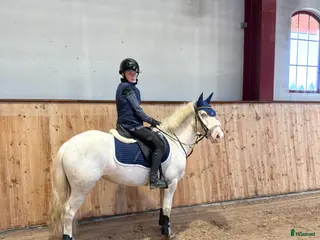 hästar Talangfull drömponny! - Annons 17