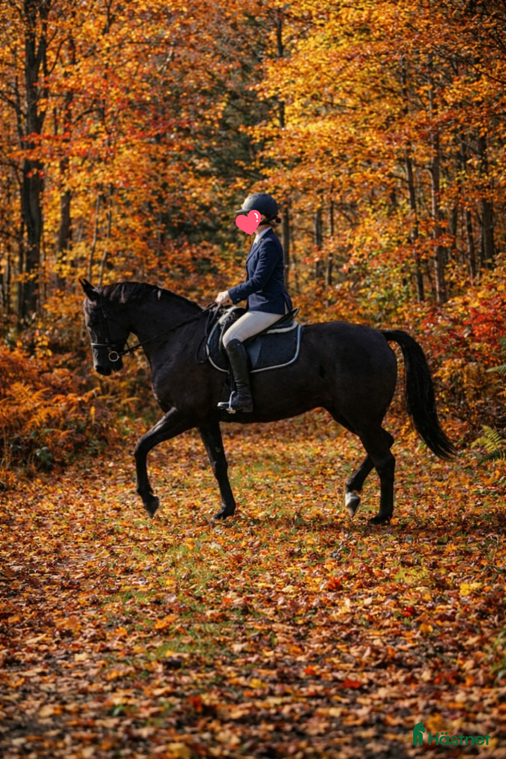  hästar Vackert sto - Annons 2