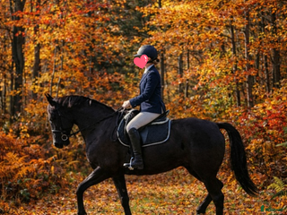 hästar Vackert sto - Annons 5