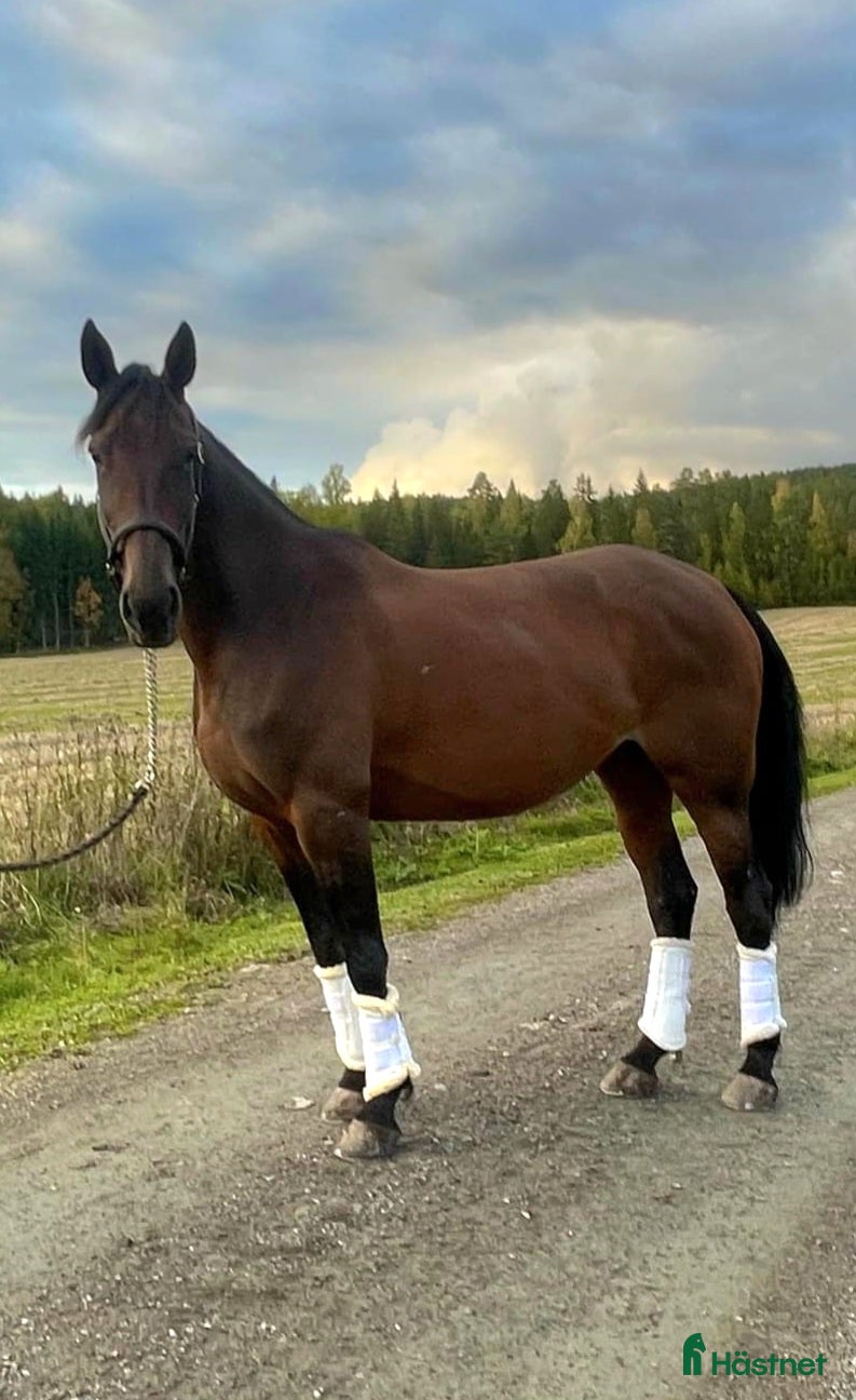 Allround hästar till salu: Underbart Sto med glimten i ögat. i Stora Skedvi - Annons 2