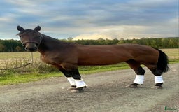 Allround hästar till salu: Underbart Sto med glimten i ögat. i Stora Skedvi - Annons 1