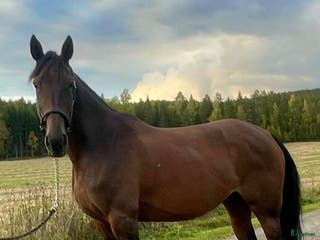 Allround hästar till salu: Underbart Sto med glimten i ögat. i Stora Skedvi - Annons 3