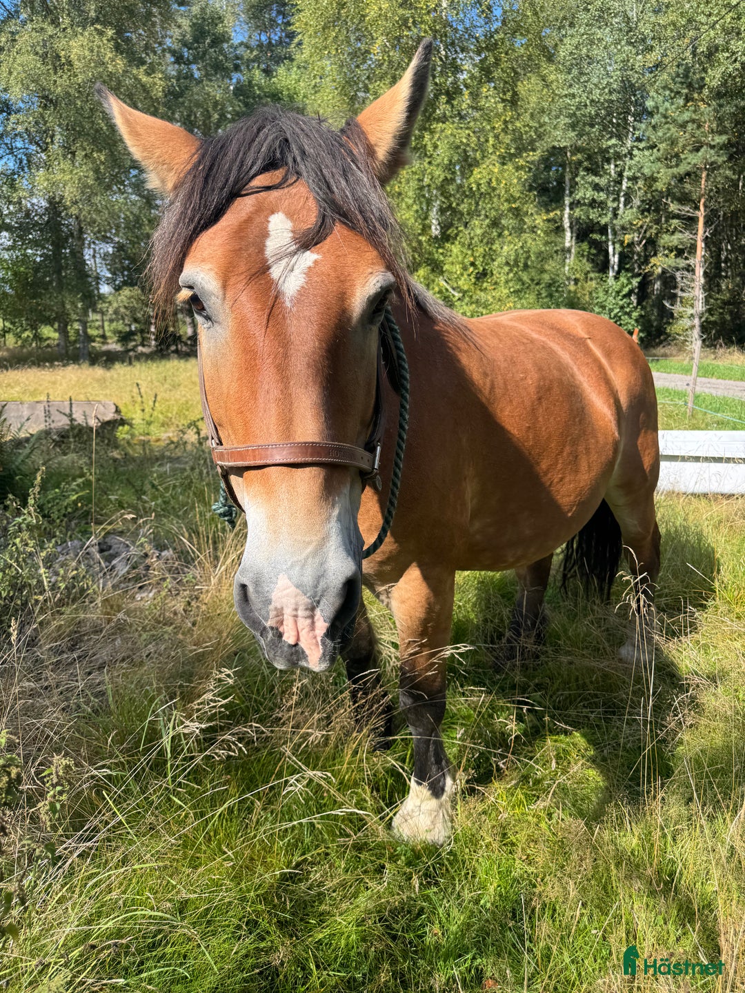 Övrigt hästar till salu: Två ardenner hästar som söker nytt hem  i Mönsterås - Annons 2