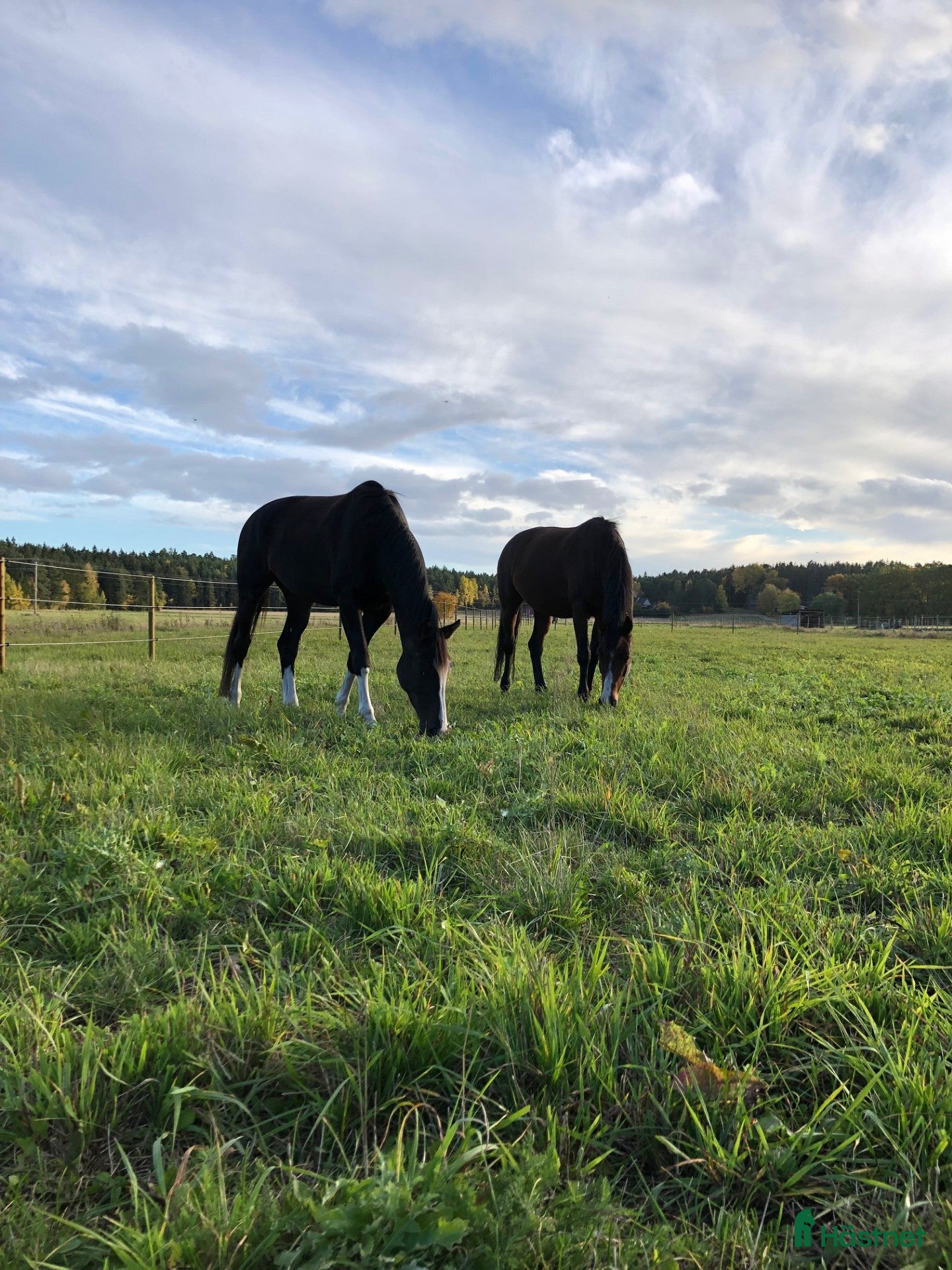  stallplats Sommarbete norr om Sthlm 2026 - Annons 21