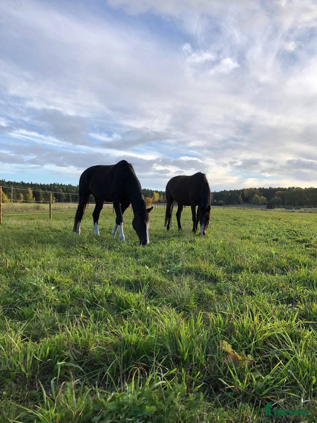  stallplats finnes: Sommarbete norr om Sthlm 2026 - Annons 1