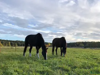 stallplats Sommarbete norr om Sthlm 2026 - Annons 21