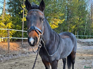 hästar Supertrevlig läromästare! i Blåsmark - Annons 9