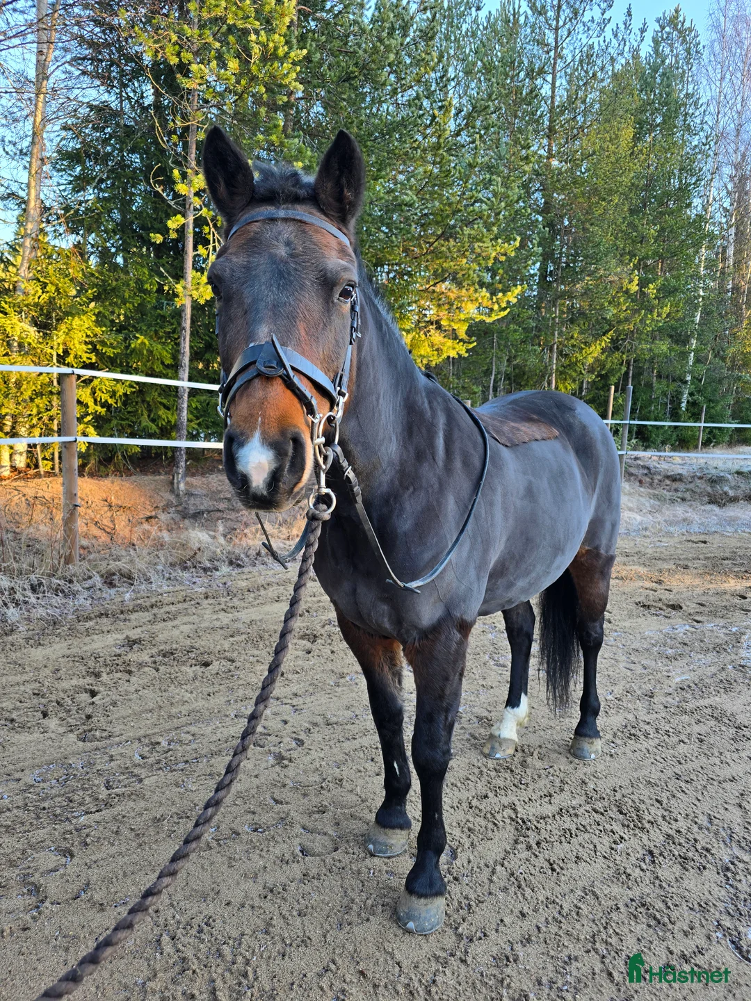 Allround hästar till salu: Supertrevlig läromästare! i Blåsmark - Annons 1