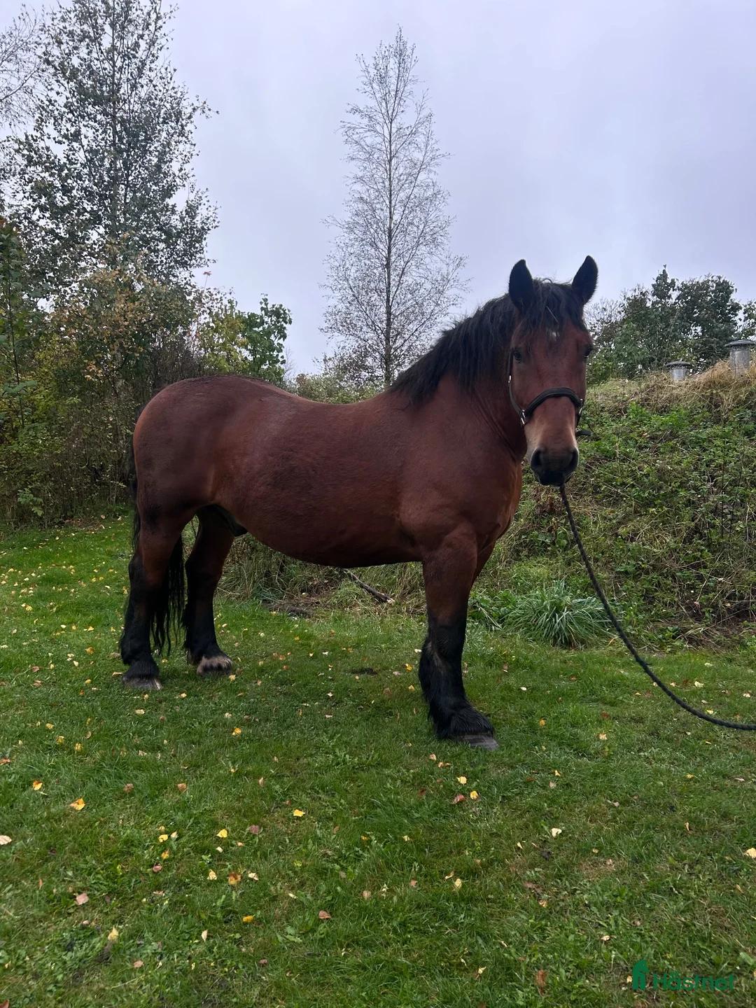 Övrigt hästar till salu: Ardenner - Annons 1