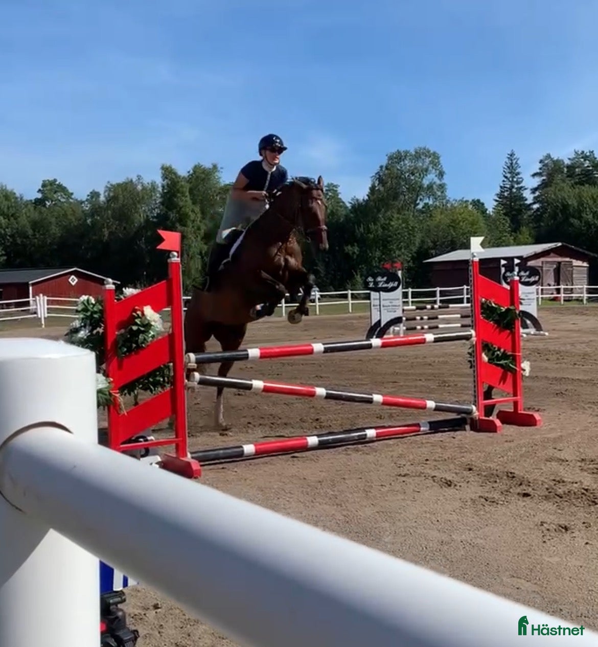  hästar Ridbar sällskapshäst  - Annons 13