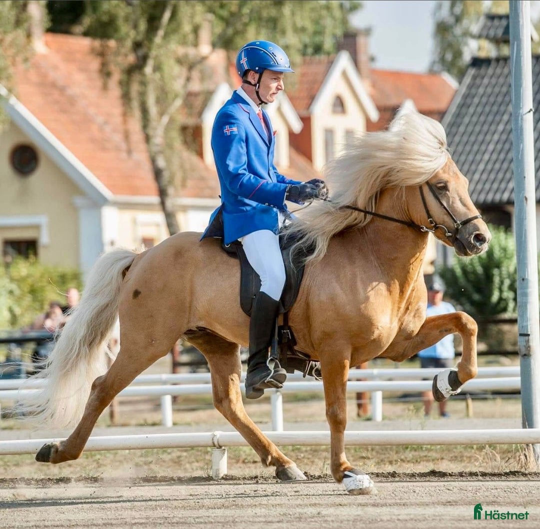 Island hästar till salu: Kille för framtiden  - Annons 11